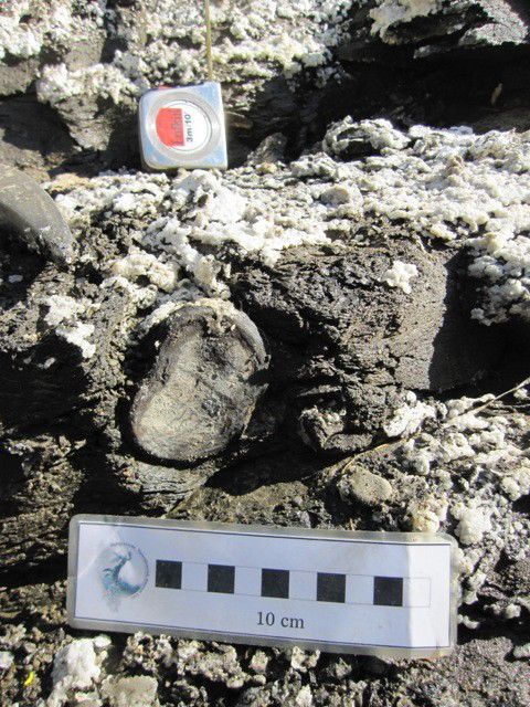 Vertebra